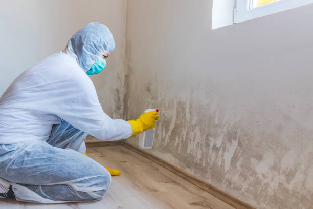 Licensed Black Mold Removal service in Arlington Heights, WA - WQB Mold Removal
