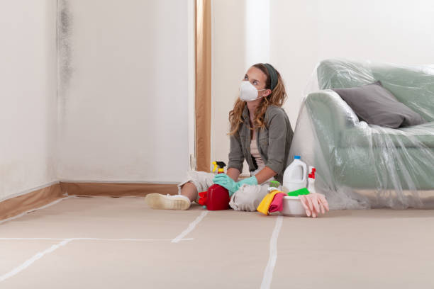 Reliable Black Mold Removal contractor in Arlington Heights, WA by WQB Mold Removal