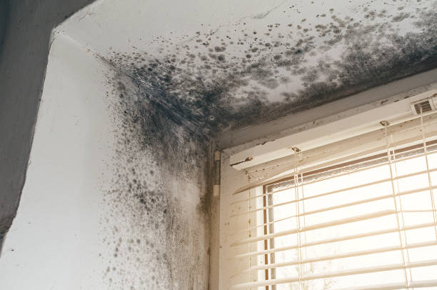 Affordable Black Mold Removal solutions in Arlington Heights, WA